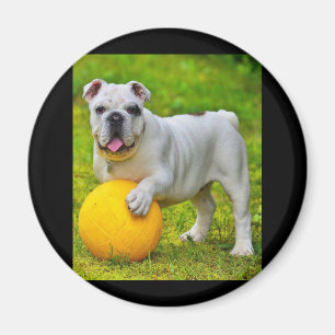 Niedliches englisches Bulldog Basketball Bulldog-L Magnet