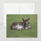 Niedliches Eselfoto Postkarte (Vorne/Hinten)