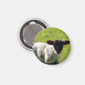 Niedliches FederLamm Magnet (Vorderseite/Rückseite)