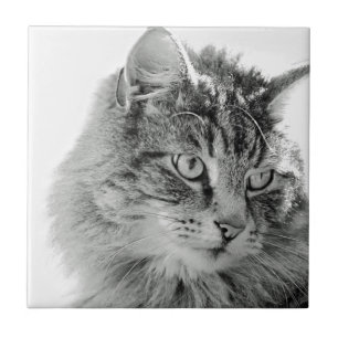 Niedliches flaumiges Katzen-Gesicht Fliese