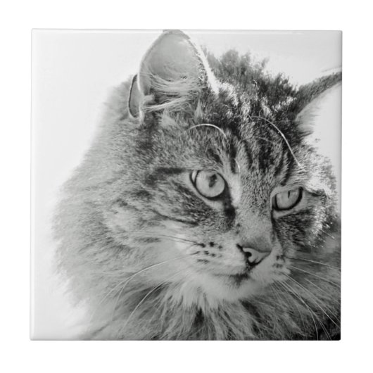 Niedliches flaumiges Katzen-Gesicht Fliese (Vorderseite)