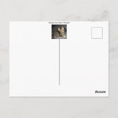 Niedliches flauschiges Katzenbaby "wird bald gesun Postkarte (Rückseite)