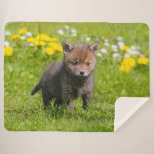 Niedliches Fluffy Red Fox Kit Cub Wild Baby Animal Sherpadecke