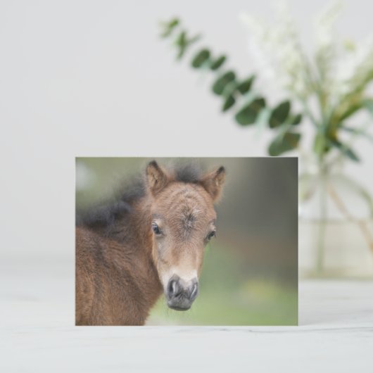 Niedliches Foal Baby Pferd Postkarte (Stehend Vorderseite)