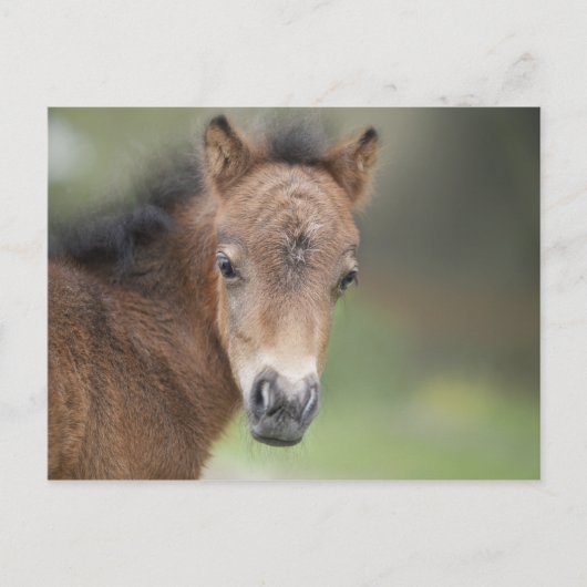 Niedliches Foal Baby Pferd Postkarte (Vorderseite)