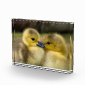 Niedliches Foto (Rechts)