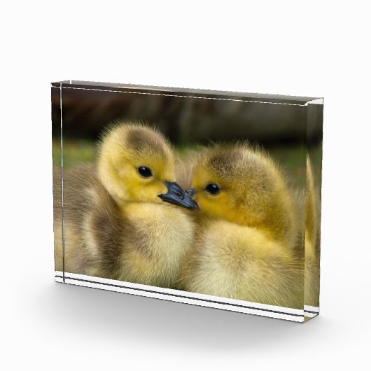 Niedliches Foto (Rechts)