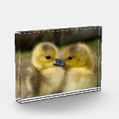 Niedliches Foto (Links)