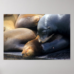 Niedliches Foto der San Francisco Sea Lion Poster