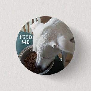 Niedliches Foto des hungrigen Hundes, der nicht ab Button