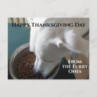 Niedliches Foto des hungrigen Hundes, der nicht ab