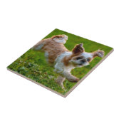 Niedliches Foto mit Shih Tzu Dog Fliese (Seite)