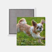 Niedliches Foto mit Shih Tzu Dog Magnet (Vorderseite/Rückseite)