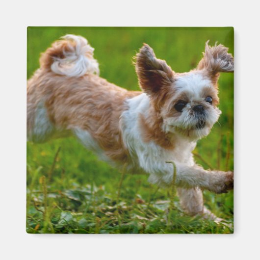 Niedliches Foto mit Shih Tzu Dog Magnet (Vorne)