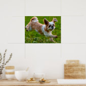 Niedliches Foto mit Shih Tzu Dog Poster (Küche)