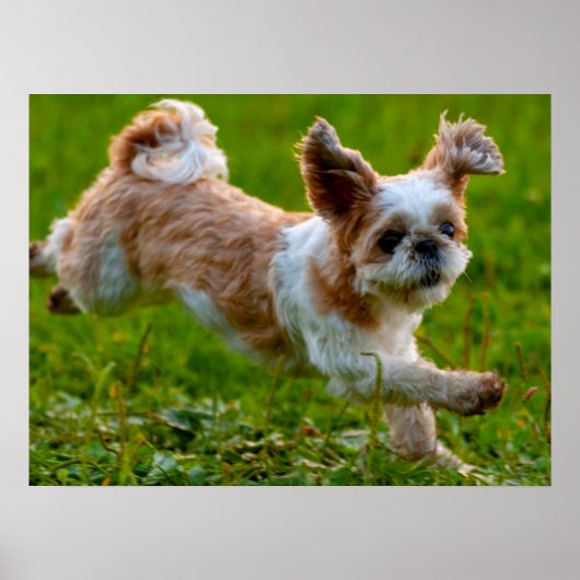 Niedliches Foto mit Shih Tzu Dog Poster (Vorne)