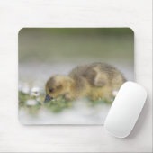 Niedliches Foto Mousepad (Mit Mouse)