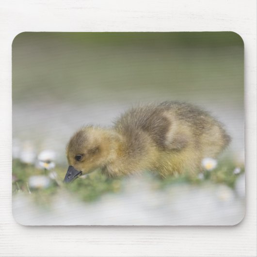 Niedliches Foto Mousepad (Vorne)