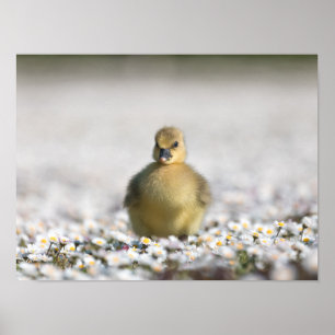 Niedliches Foto Poster