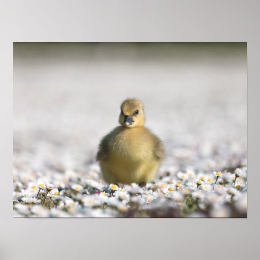 Niedliches Foto Poster (Vorne)