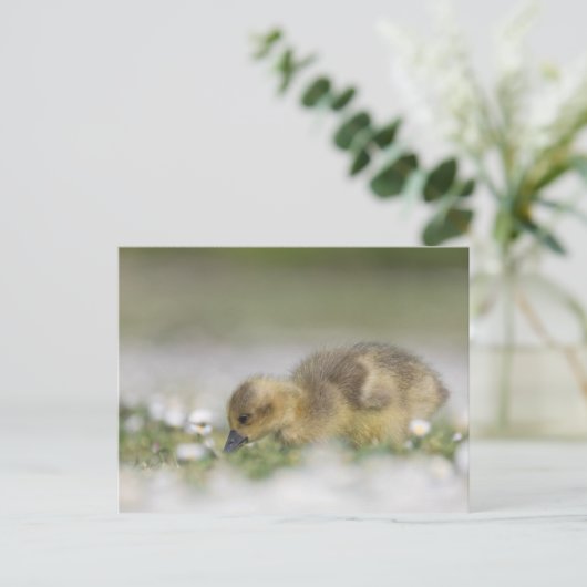 Niedliches Foto Postkarte (Stehend Vorderseite)