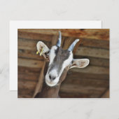 Niedliches Foto Postkarte (Vorne/Hinten)