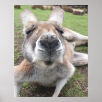 Niedliches Funny Face Kangaroo Pädagogik Tierische