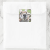 Niedliches Funny Face Kangaroo Pädagogik Tierische Quadratischer Aufkleber (Tasche)