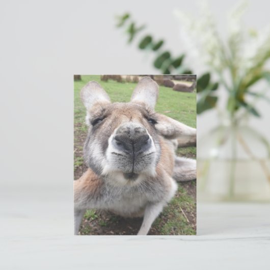 Niedliches Funny Face Kangaroo Pädagogisches Foto Postkarte (Stehend Vorderseite)
