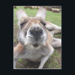 Niedliches Funny Face Kangaroo Pädagogisches Foto  Postkarte<br><div class="desc">Niedliches Funny Face Kangaroo Pädagogisches Foto Tier Postkarte</div>