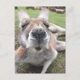 Niedliches Funny Face Kangaroo Pädagogisches Foto  Postkarte