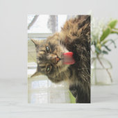 Niedliches Funny Maine Coon Cat Tongue Licking (Stehend Vorderseite)