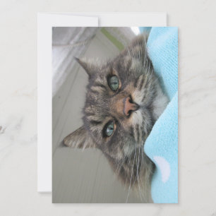 Niedliches Funny Maine Coon Kitty Day Dreaming