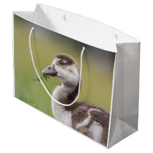 Niedliches Gänseküken-Foto Große Geschenktüte