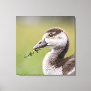 Niedliches Gänseküken-Foto Leinwanddruck
