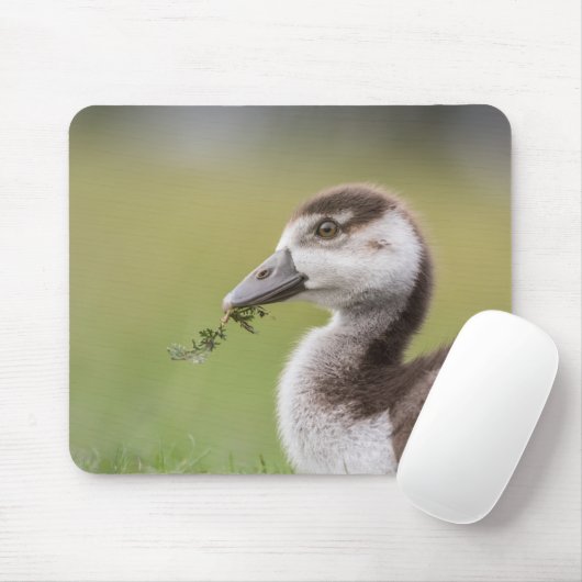 Niedliches Gänseküken-Foto Mousepad (Mit Mouse)