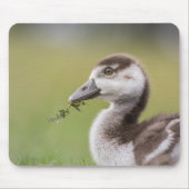 Niedliches Gänseküken-Foto Mousepad (Vorne)