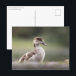 Niedliches Gänseküken-Foto Postkarte<br><div class="desc">Naturfoto eines niedlichen kleinen ägyptischen Gänskichts in Deutschland. Foto © Sebastian Wurm.</div>