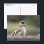 Niedliches Gänseküken-Foto Postkarte<br><div class="desc">Naturfoto eines niedlichen kleinen ägyptischen Gänskichts in Deutschland. Foto © Sebastian Wurm.</div>