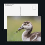 Niedliches Gänseküken-Foto Postkarte<br><div class="desc">Nature Foto einer ägyptischen Gänse,  die eine Kleinigkeit essen. Foto: Rheinland,  Deutschland.</div>