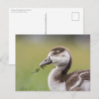 Niedliches Gänseküken-Foto