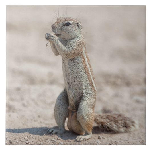 Niedliches Gelände Fliese (Vorderseite)