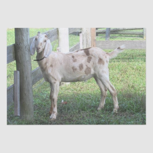 Niedliches Gepunktetes Papierpapier für das Gewebe Seidenpapier (Vorderseite)