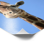 Niedliches Giraffe-Foto Fotodruck (Ecke)