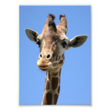 Niedliches Giraffe-Foto