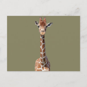 Niedliches Giraffengesicht Postkarte