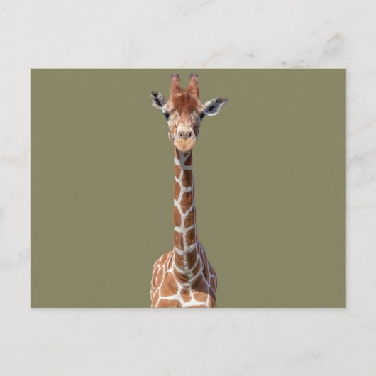 Niedliches Giraffengesicht Postkarte (Vorderseite)