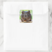 Niedliches Gold Agouti Guinea Pig Quadratischer Aufkleber (Tasche)