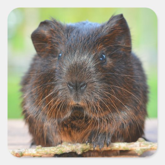 Niedliches Gold Agouti Guinea Pig Quadratischer Aufkleber (Vorderseite)