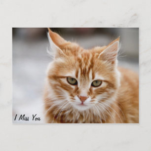 Niedliches Gold und weiße Katze auf einer Miss You Postkarte